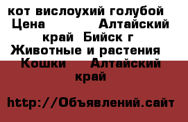 кот вислоухий голубой › Цена ­ 1 500 - Алтайский край, Бийск г. Животные и растения » Кошки   . Алтайский край